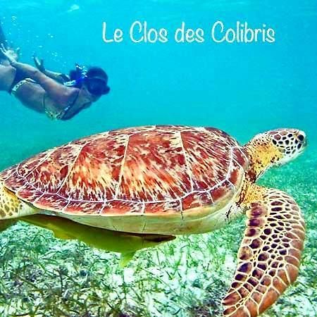 Lodge Colibris Piscine Privee Vue Panoramique Mer Et Montagne Pelee , 500 M Plage Dans Un Parc , Calme Assure Ideal Pour Decouvrir Le Nord Caraibes Le Carbet Bagian luar foto