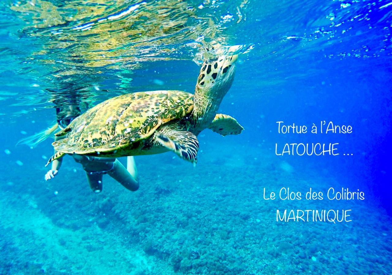 Lodge Colibris Piscine Privee Vue Panoramique Mer Et Montagne Pelee , 500 M Plage Dans Un Parc , Calme Assure Ideal Pour Decouvrir Le Nord Caraibes Le Carbet Bagian luar foto